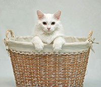 /album/pet-portraits/a-web1-jpg/